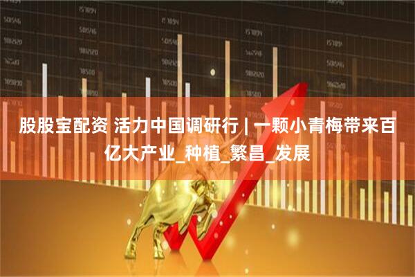 股股宝配资 活力中国调研行 | 一颗小青梅带来百亿大产业_种植_繁昌_发展